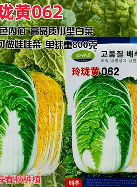 玲珑黄062春播早熟黄芯白菜种子小型白菜娃娃菜抗病口感好10克装