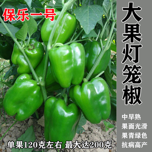 特大甜椒种子大椒青椒灯笼椒菜椒辣椒种子 阳台春秋冬季蔬菜种子
