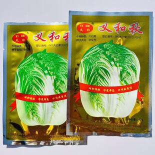 义和秋早熟抗病耐热高产蔬菜大田种子四季播包心菜冬储大白菜秋播