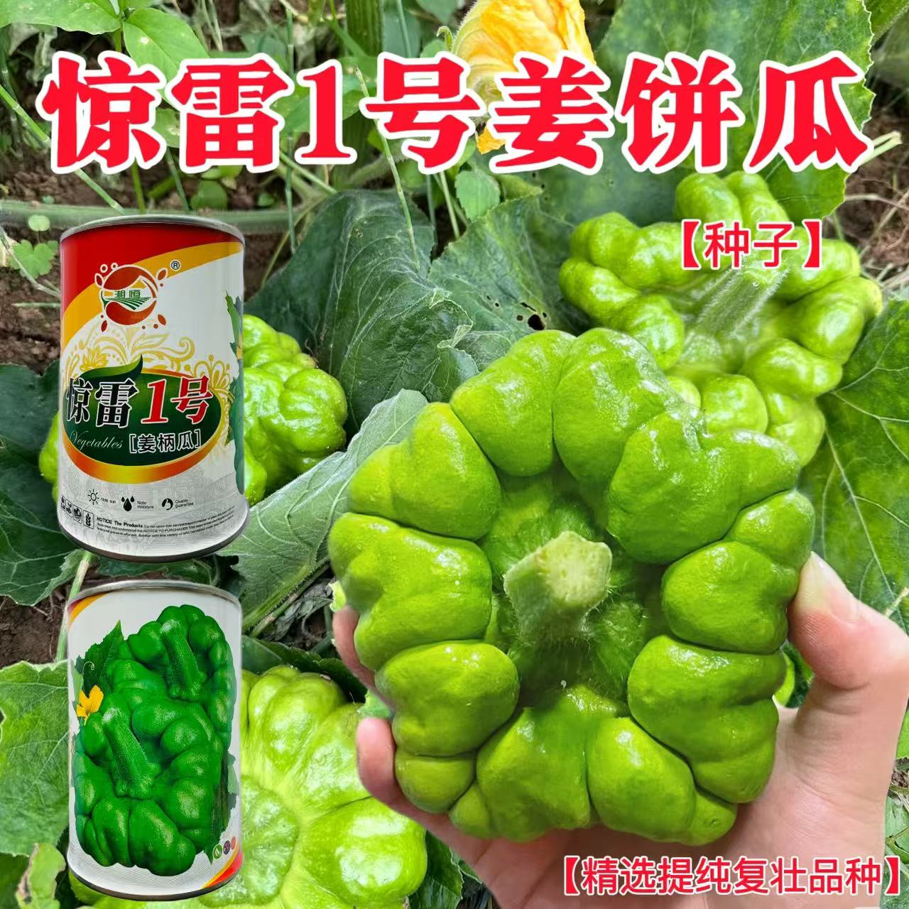 惊雷1号姜柄瓜种子春夏秋七叶瓜庭院爬藤小南瓜种籽丫丫瓜蔬菜种