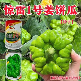 惊雷1号姜柄瓜种子春夏秋七叶瓜庭院爬藤小南瓜种籽丫丫瓜蔬菜种