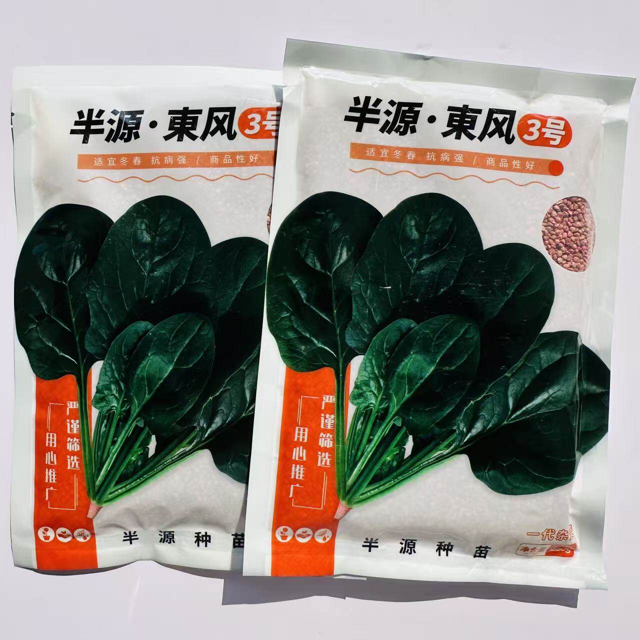 半源东风3号进口菠菜种子中熟耐热耐寒耐抽苔直立半圆抗病四季种
