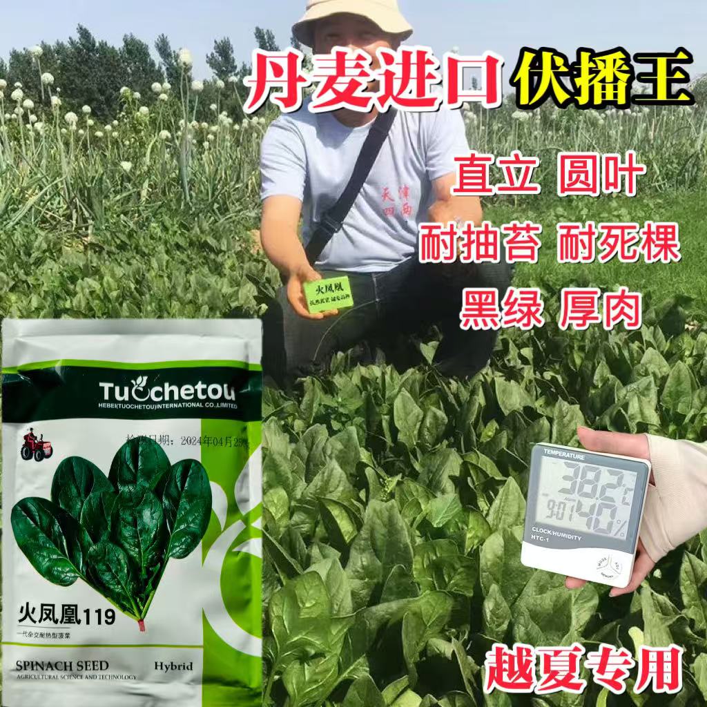 拖车头火凤凰119夏季耐热菠菜种子进口杂交菠菜种籽抗热蔬菜种孑