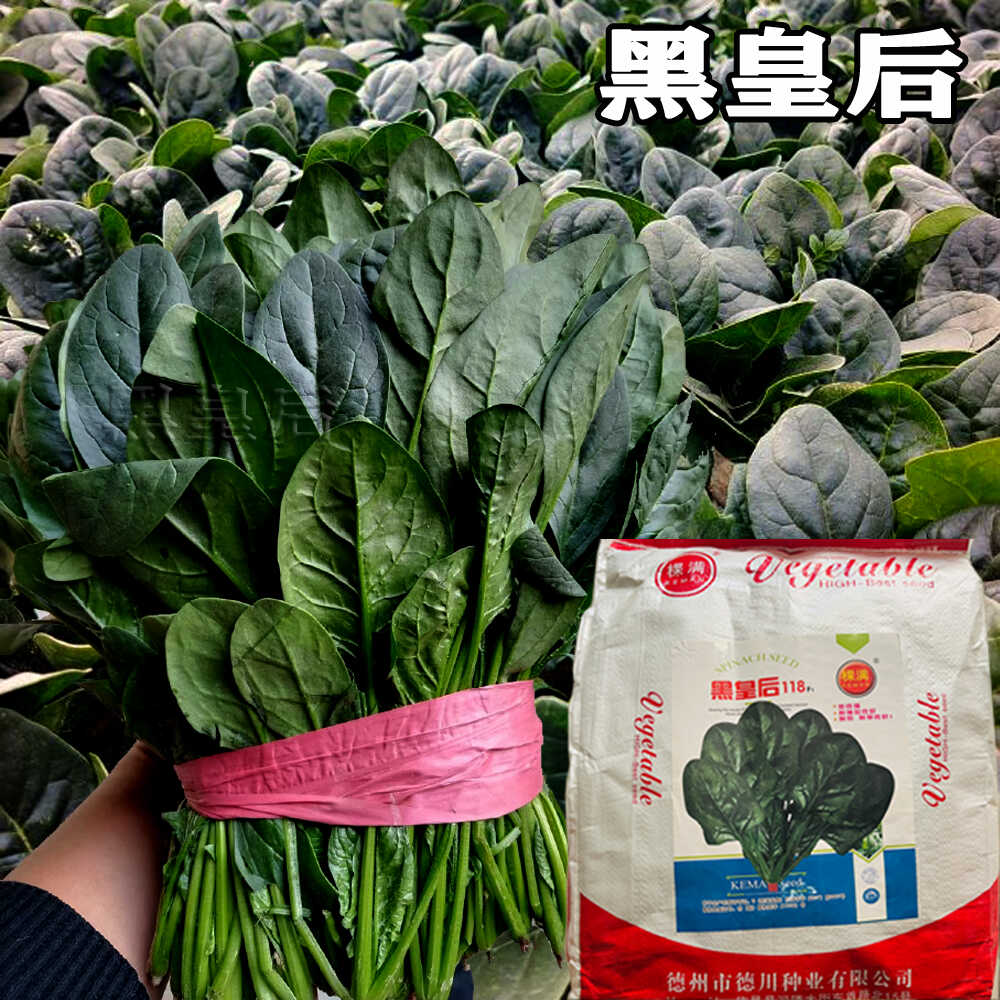 黑皇后一代杂交菠菜种子大田用