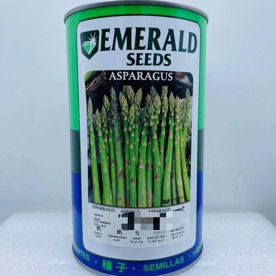 进口原装青芦笋种子耐寒耐热绿芦笋高产多年生蔬菜基地种植笋种籽