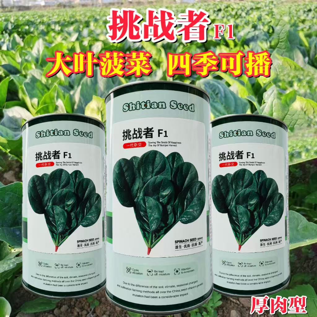 挑战者圆叶菠菜种子耐热菠菜籽种抗热高产耐抽苔大叶厚肉四季菠菜