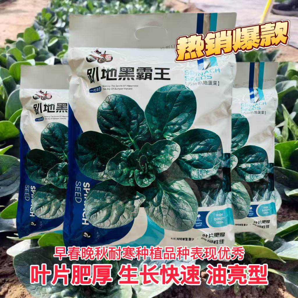 趴地黑霸王菠菜种子黑园叶菠菜种籽生长速度快耐寒高产越冬蔬菜种