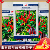 川椒112朝天椒辣椒种子抗病高产香辣味浓尖椒辣椒种早熟辣椒种子