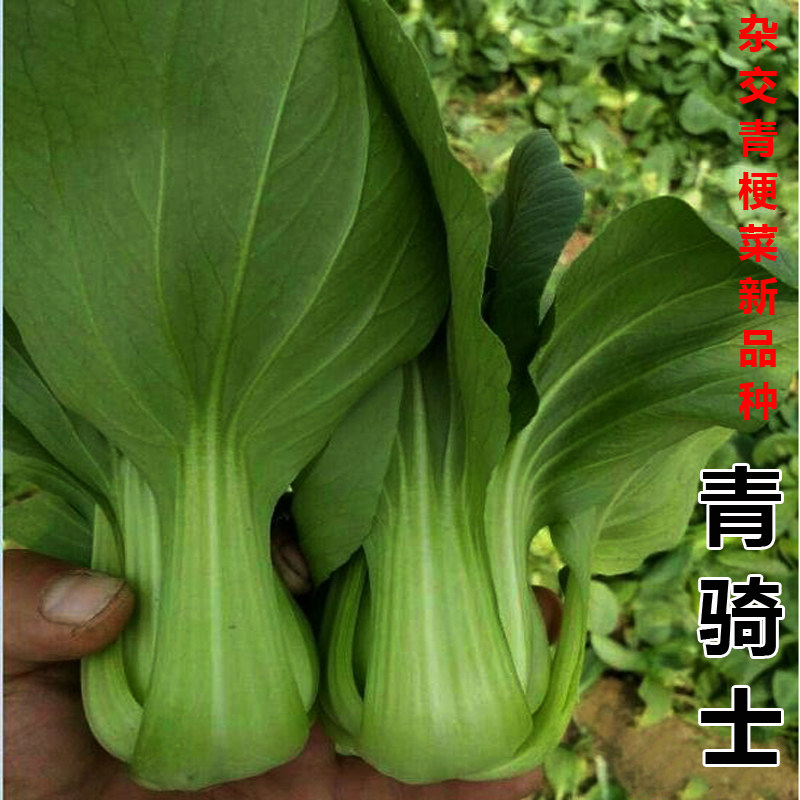 青骑士种子种籽四季小白菜青菜油