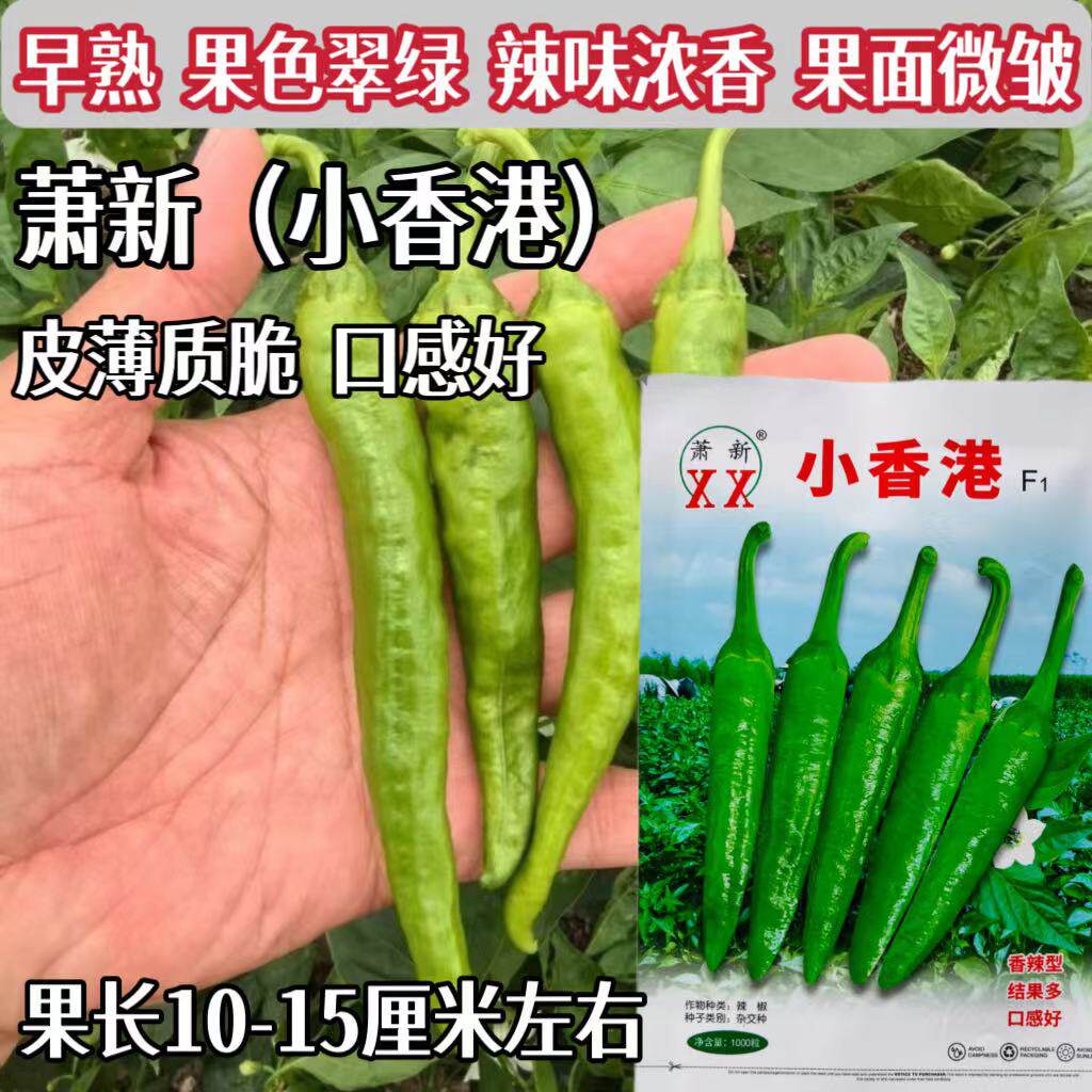 小香港辣椒种子极早熟尖椒翠绿色微皱皮薄香脆肉质软糯耐低温辣椒