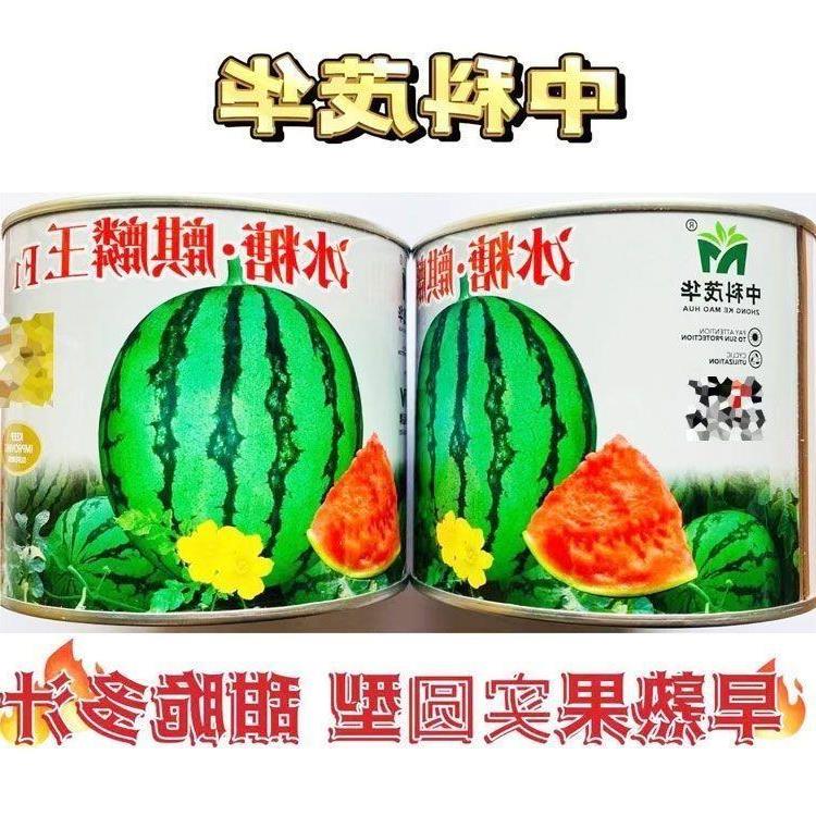 冰糖麒麟王耐裂早佳842西