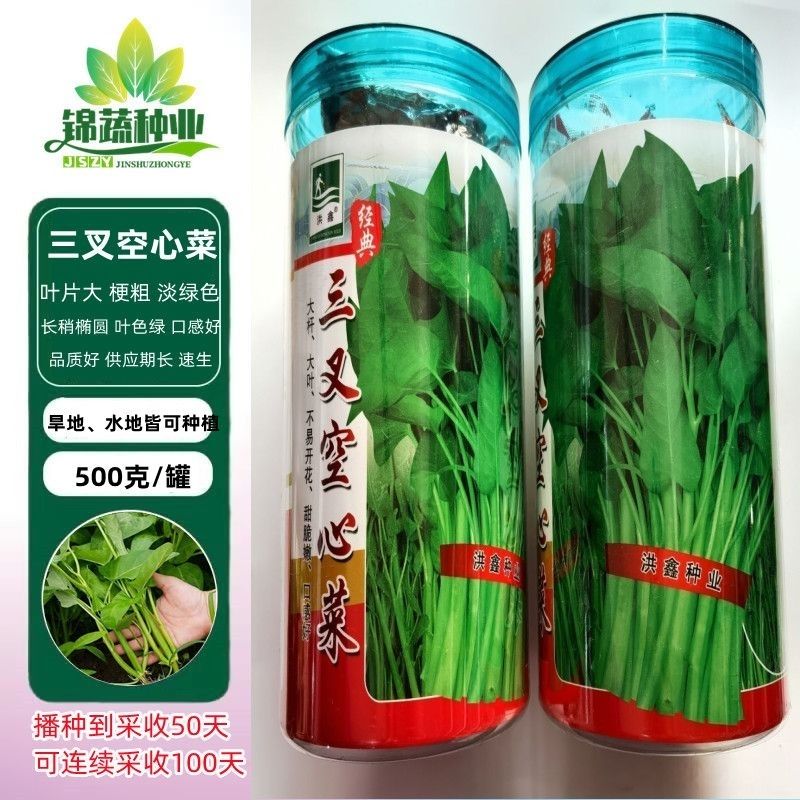 洪鑫三叉空心菜种籽大叶空心菜种子春夏秋季蔬菜种孑耐热耐湿柳叶