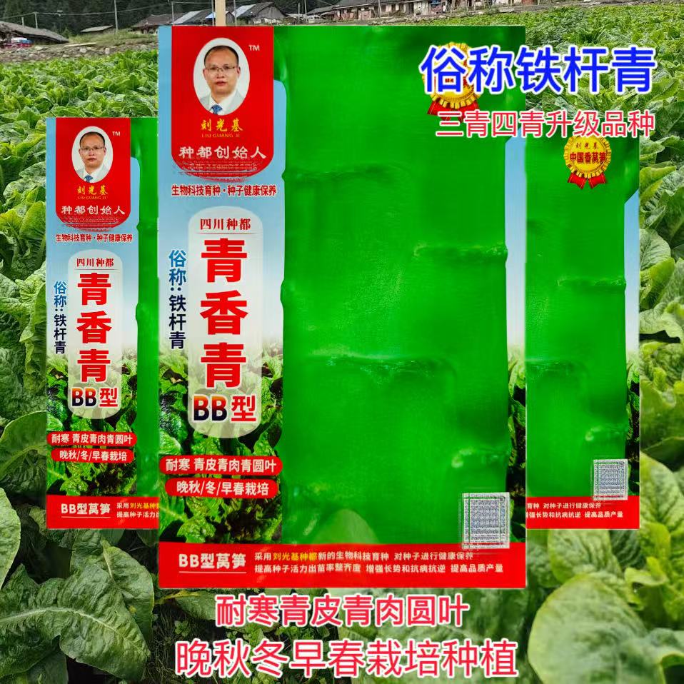 种都青香青莴笋种子青皮青肉青圆叶莴苣苔种籽秋冬耐寒抗病蔬菜子