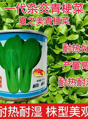 青梗菜种子夏之美青梗菜种子耐热叶色油绿高温不拔节青梗菜种子籽