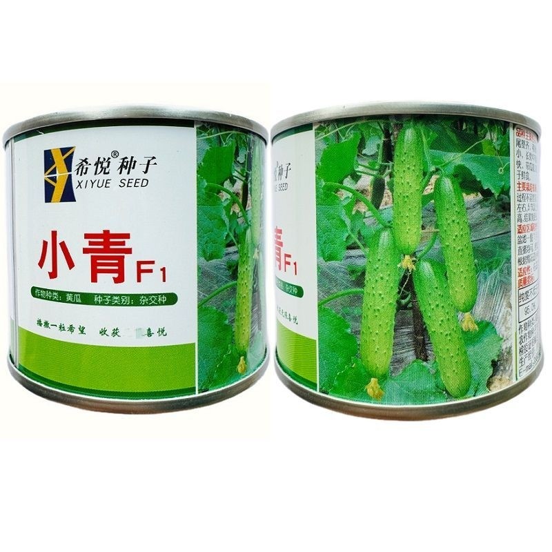 小青旱黄瓜种子中早熟强雌旱黄瓜种子大刺瘤嫩绿色水果黄瓜种子