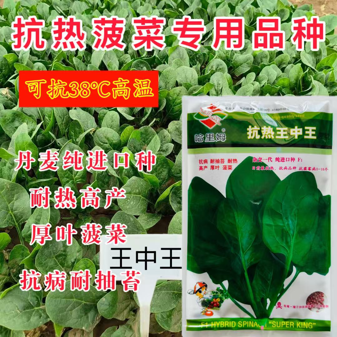 进口哈里姆菠菜种子夏季菠菜种子耐高温寒抗热王中王快速黑叶抗病