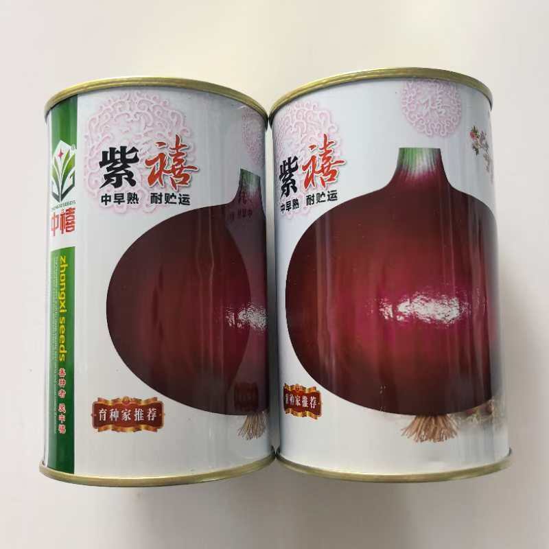 紫禧大果洋葱种子紫红鲜亮大果高