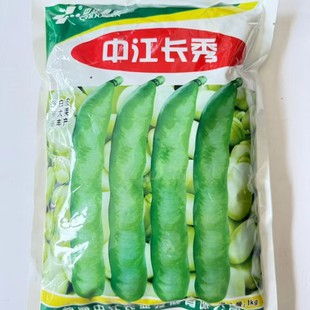 中江长秀蚕豆种子高产抗病种皮黄色耐冷大荚蚕豆种籽农家秋季播种