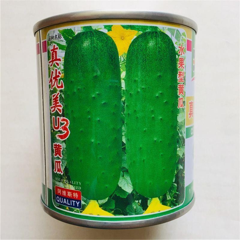 真优美U3水果型黄瓜种子薄