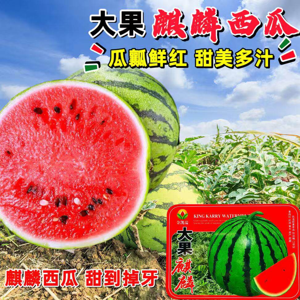 金凯瑞大果麒麟西瓜种子中早熟脆甜爽口特大超甜西瓜子种子1000粒