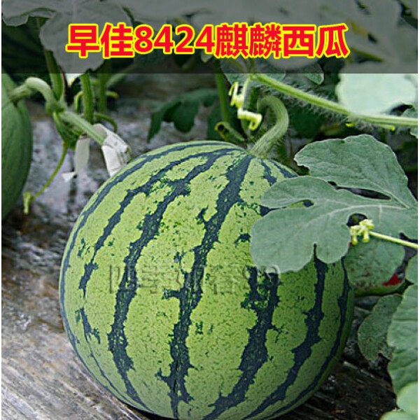 巨大早熟四季西瓜种子