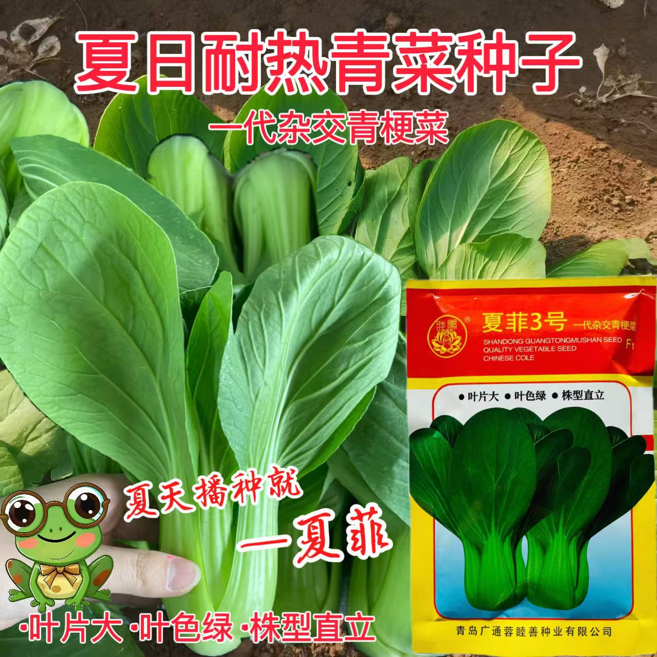 夏菲3号青菜种子耐热耐湿耐抽苔抗病强高产抗病耐高温四季青菜籽
