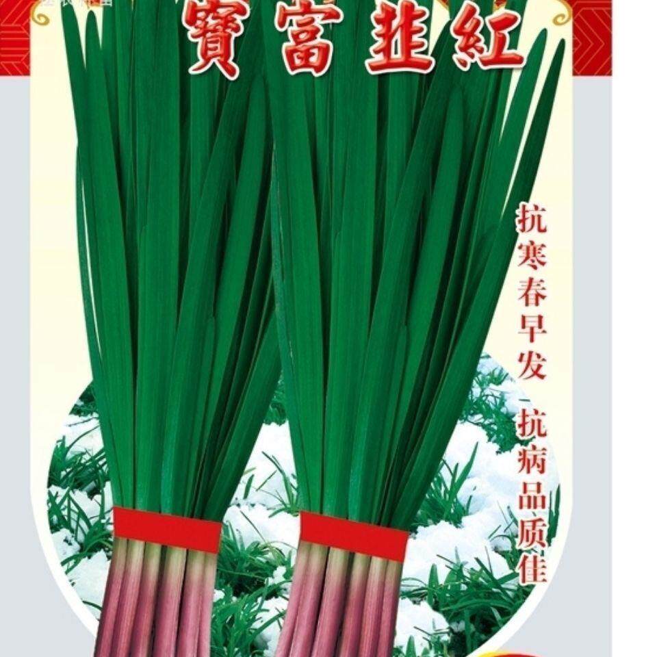 拯农韭菜宝富韭红韭菜优质韭菜种子红根韭菜种孑超直立性韭菜种籽