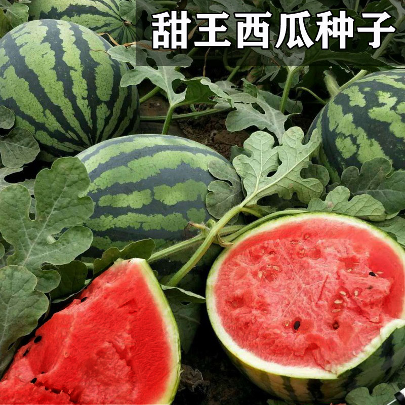 甜王西瓜种子苗春季夏秋季早熟特
