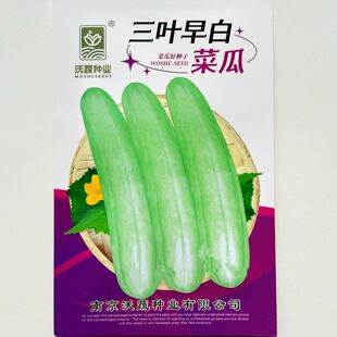 三叶早白菜瓜种子高产白皮瓜菜瓜种农家春夏秋播蔬菜种子清脆爽口