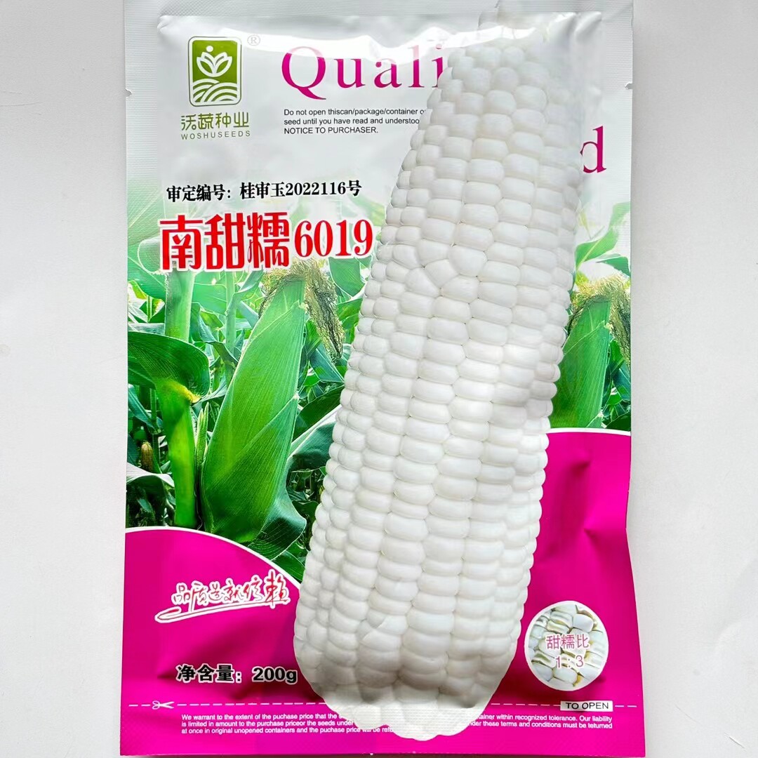 南京沃蔬南甜糯6019玉米种子白色甜糯玉米香甜好吃美味白糯玉米籽
