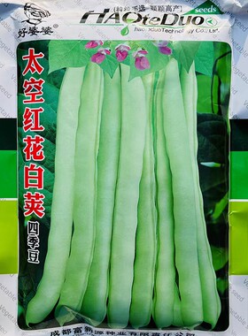 四川 太空红花白荚四季豆种子 优质早熟高产耐热抗病商品性佳春播