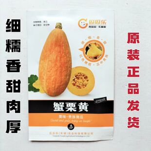 蟹栗黄南瓜种子细糯香甜肉厚南瓜种籽高产抗病抗逆性强春秋播南瓜