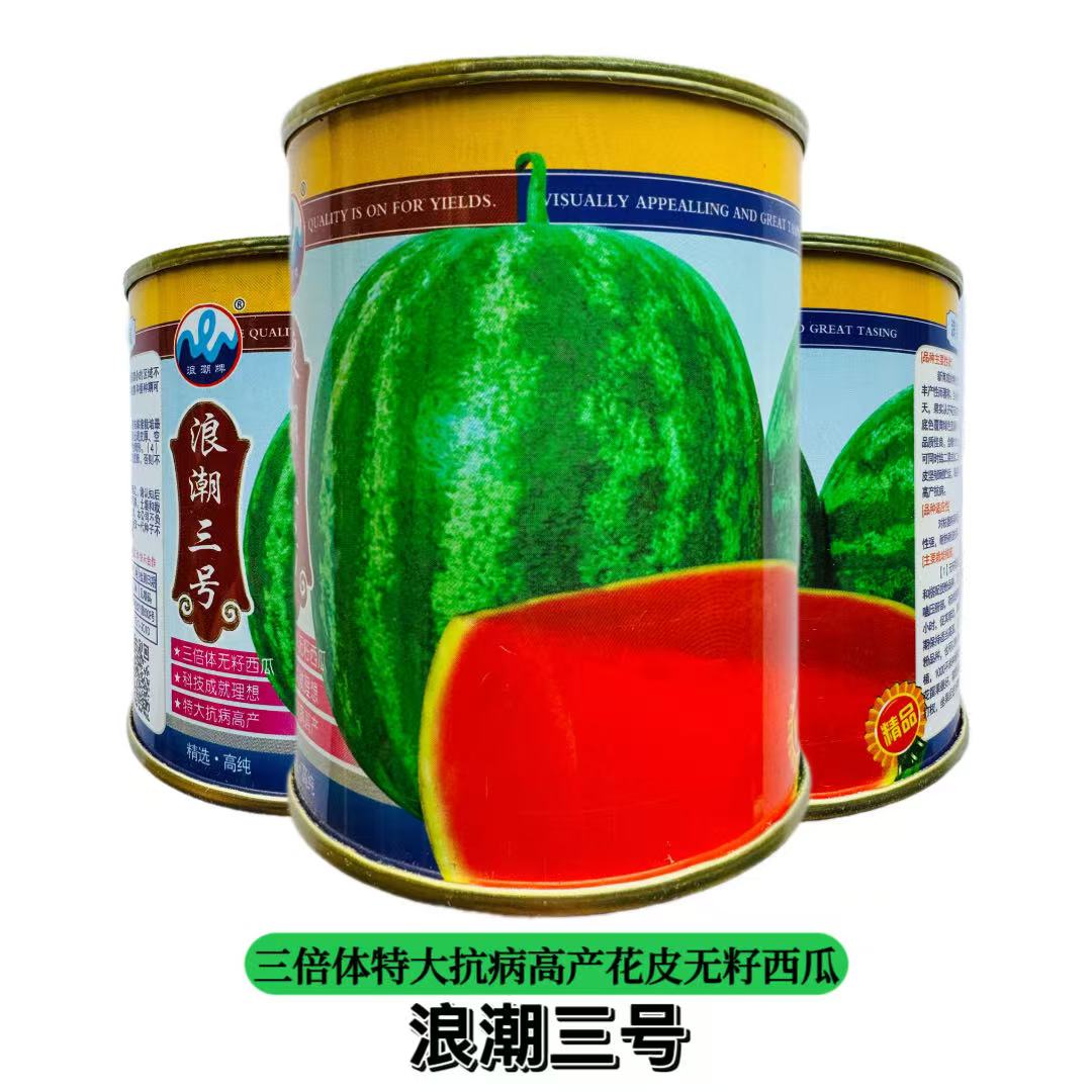 浪潮三号花皮无籽西瓜种子果肉大红中晚熟三倍体西瓜种籽质脆多汁