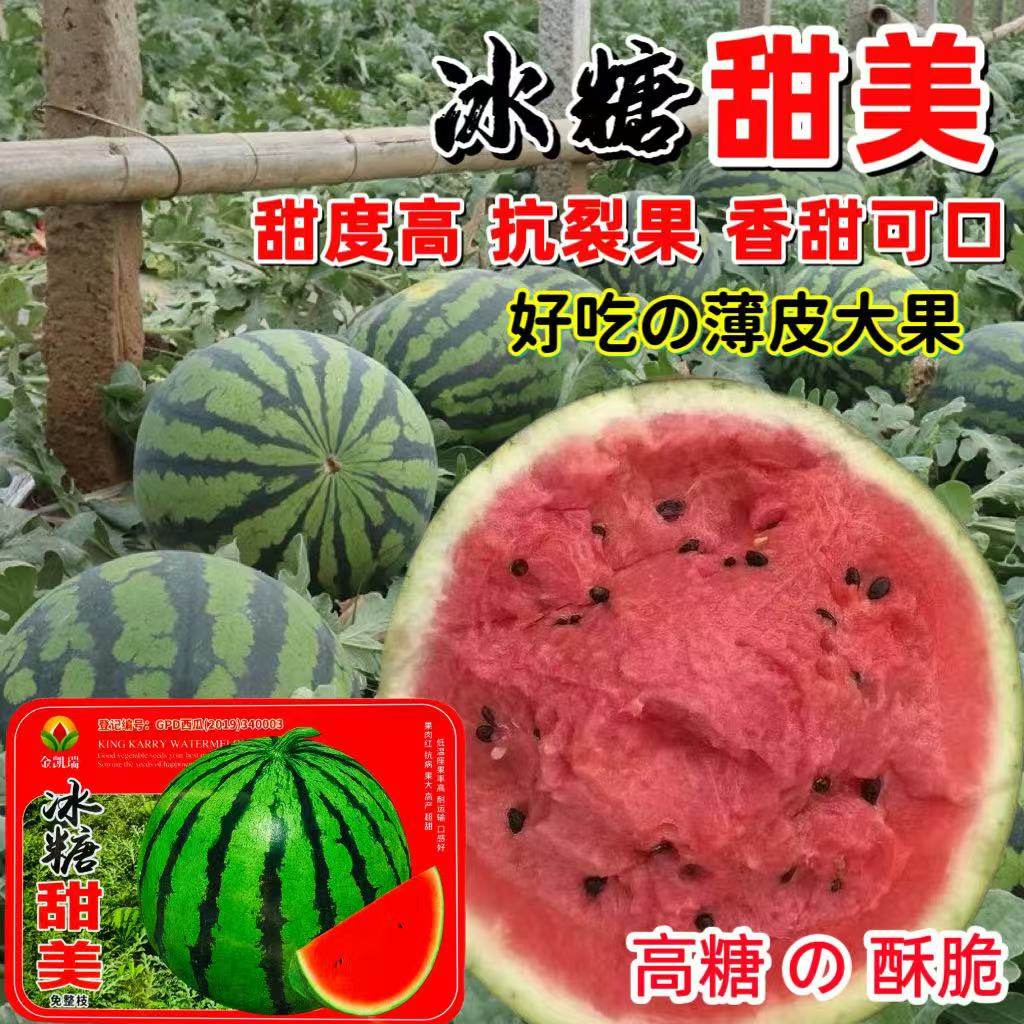金凯瑞正品冰糖甜美超大超甜大果甜王免整枝麒麟西瓜种子薄皮少籽