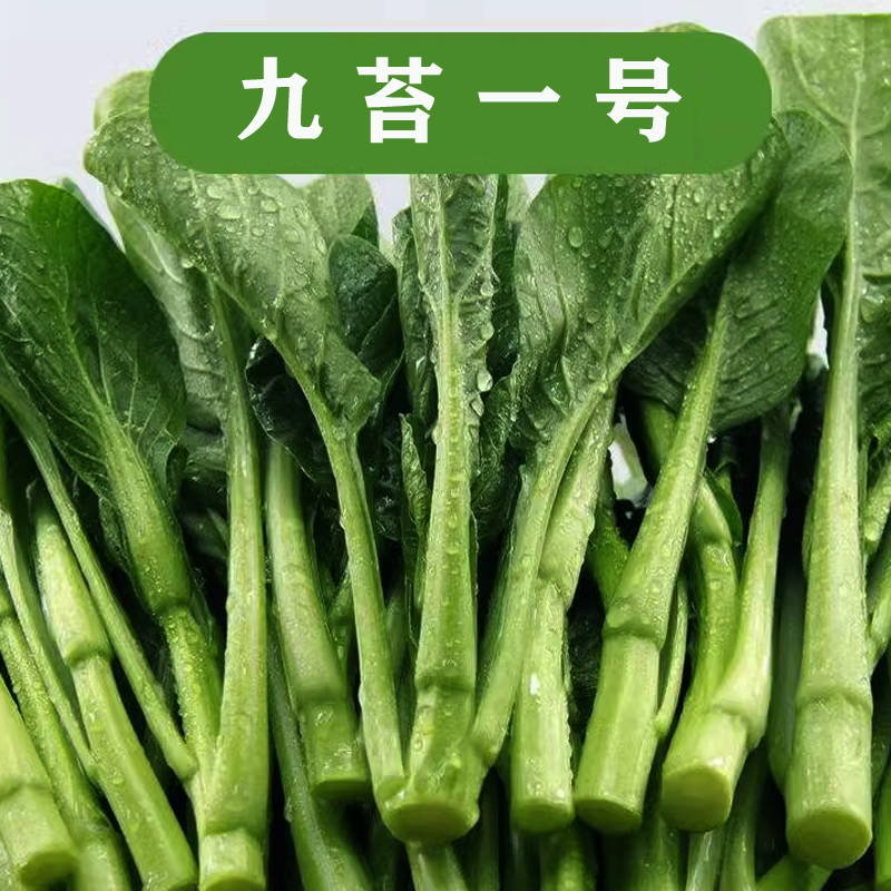 九苔菜心种子四季春秋冬季广东青
