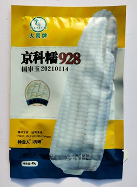 国申京科糯928白玉米种子高产抗病杂交一代白糯玉米种籽春秋播种