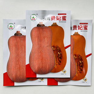 贵妃蜜南瓜种子花生奶油小南瓜种籽小南瓜种孑春夏秋季南瓜孑正品
