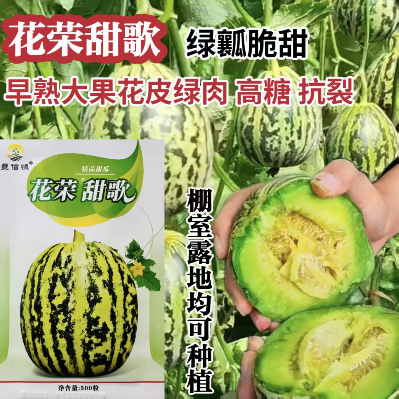 华荣甜歌甜瓜种子薄皮肉厚绿瓤高糖八里香香瓜种籽耐贮运春秋高产