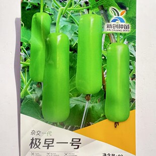 新创种苗极早一号蒲瓜种子极早熟短圆筒形瓠瓜种籽抗病春秋播高产