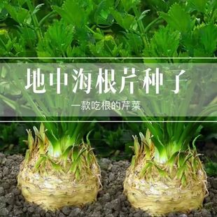 根芹种子地中海芹菜根球型蔬菜种籽苗四季播大田阳台盆栽耐热耐寒