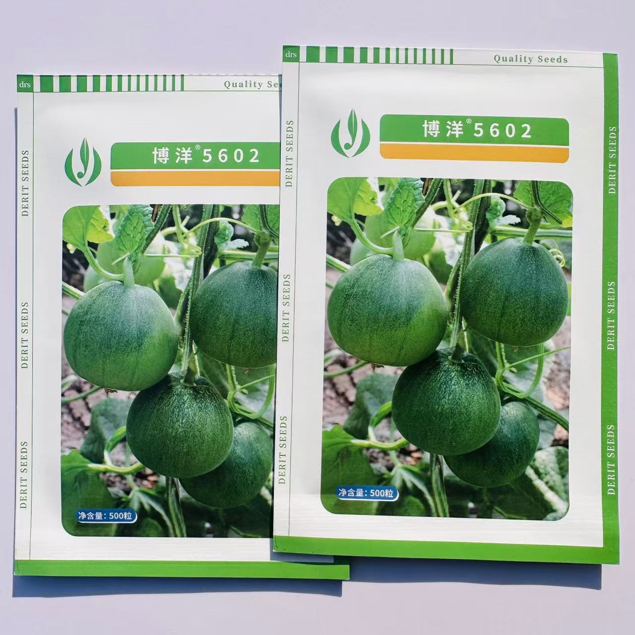 德瑞特博洋5602绿皮甜瓜种子早熟薄皮香瓜种籽孑高糖肉厚甜脆抗病