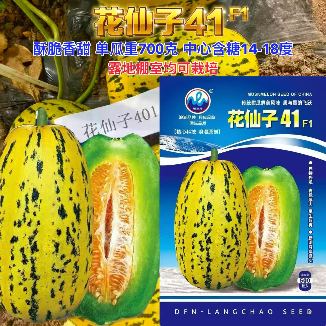 浪潮花仙子41甜瓜种子酥脆香甜薄皮香瓜种籽春夏季高产水果种籽孑