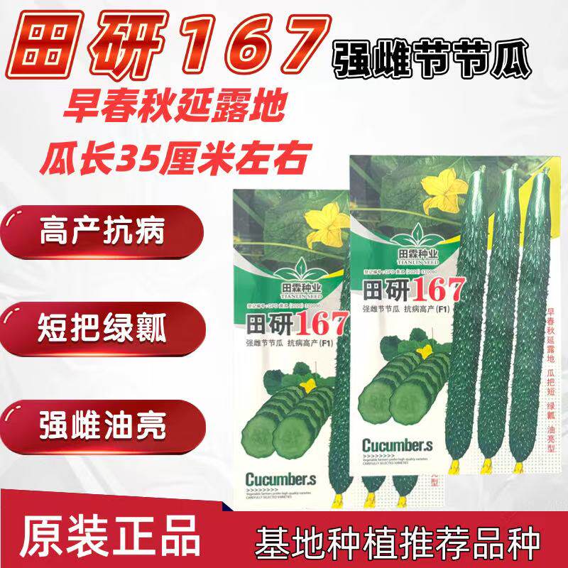 田研167强雌节节瓜种子高产抗病耐热耐寒春秋播农家菜园基地种植