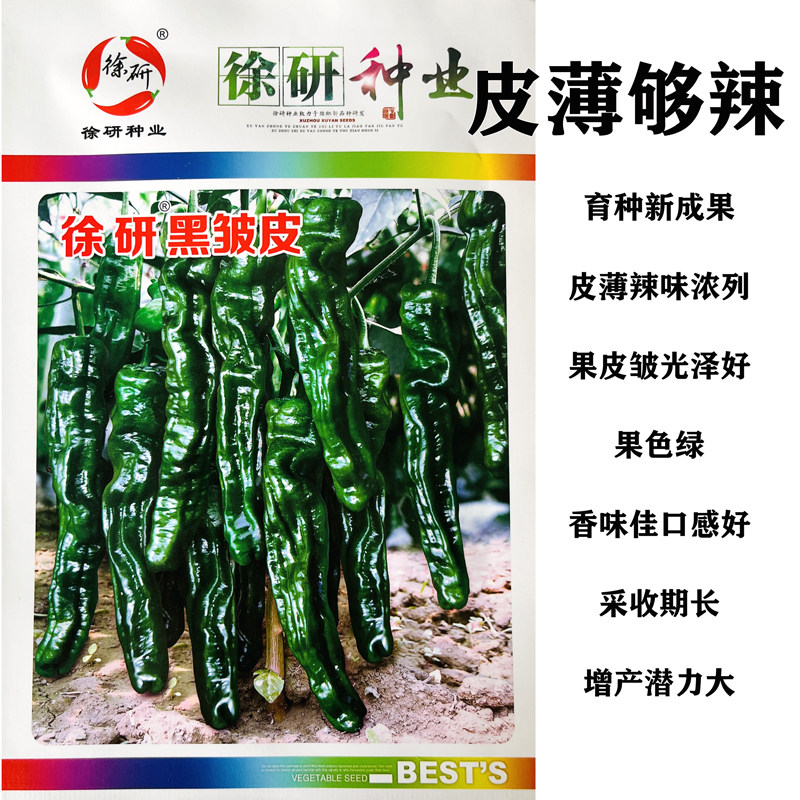 皱皮椒种子徐研黑皱皮皱皱辣薄皮