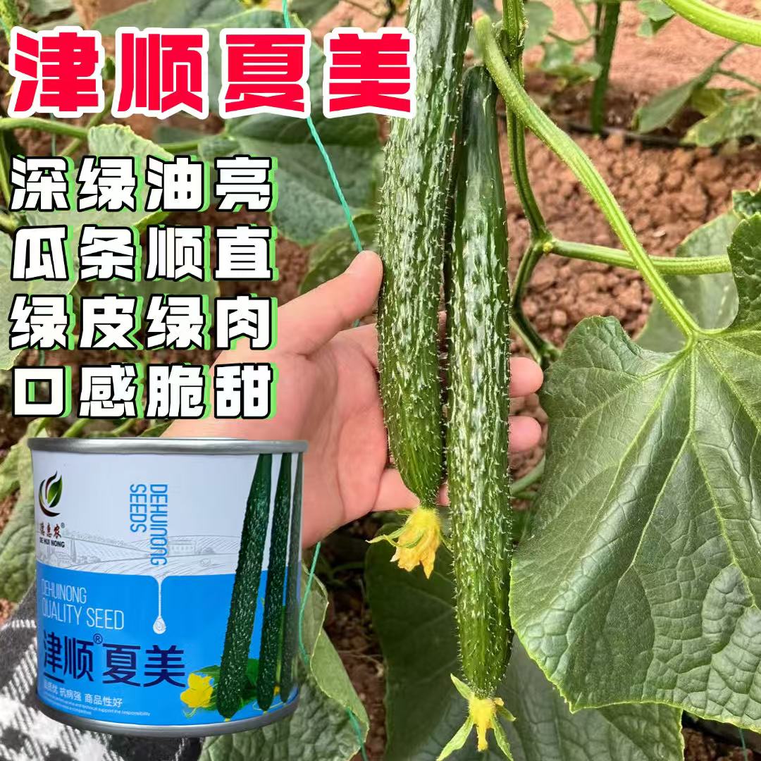 津顺夏美绿心黄瓜种子长黄瓜种籽油亮高产密刺短把绿瓤蔬菜种子