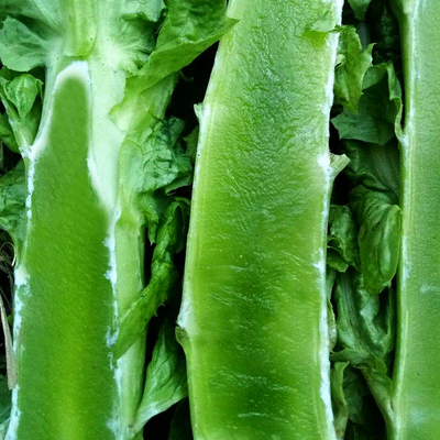 青竹四季莴笋种子种籽孑苗秧青笋