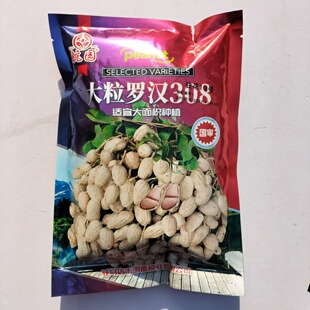 大粒罗汉308花生种子高油纯手工去壳净籽白沙罗汉果驻花13号花生