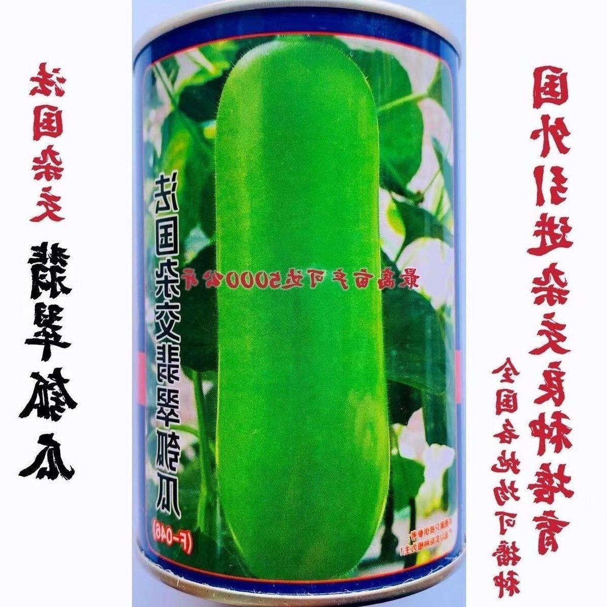 法国杂交翡翠瓠瓜种子短蒲瓜种籽甜瓠子瓜菜葫芦四季春季蔬菜种孑