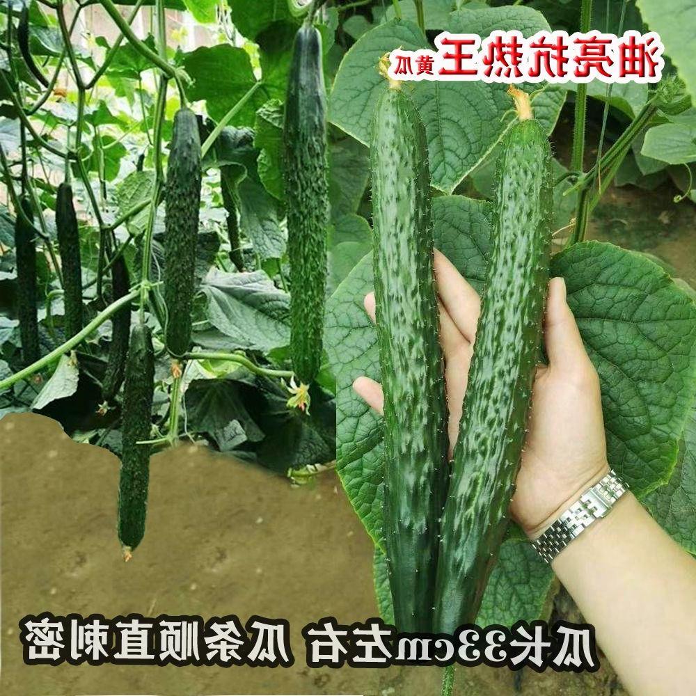 神绿油亮抗热王黄瓜种子顺