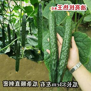 神绿油亮抗热王黄瓜种子顺直高产抗病不早衰农家春夏秋季播蔬菜籽
